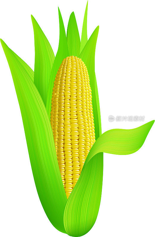 成熟的玉米。