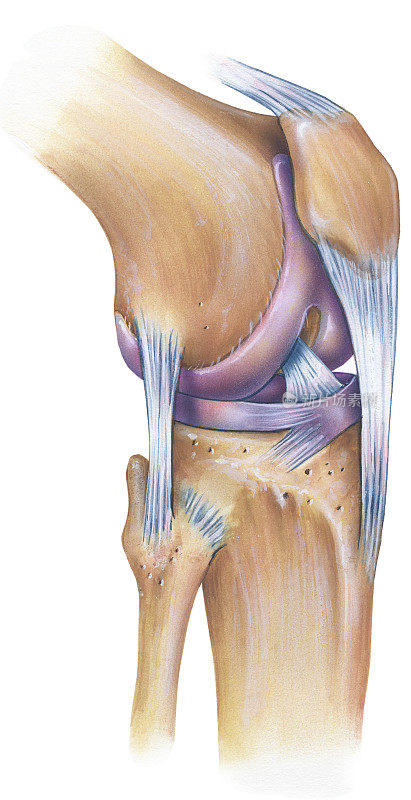 膝关节-前外侧视图