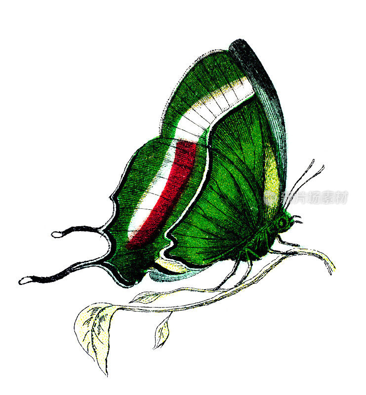 19世纪的彩色蝴蝶雕刻