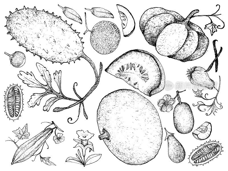 手画的葫芦和南瓜水果