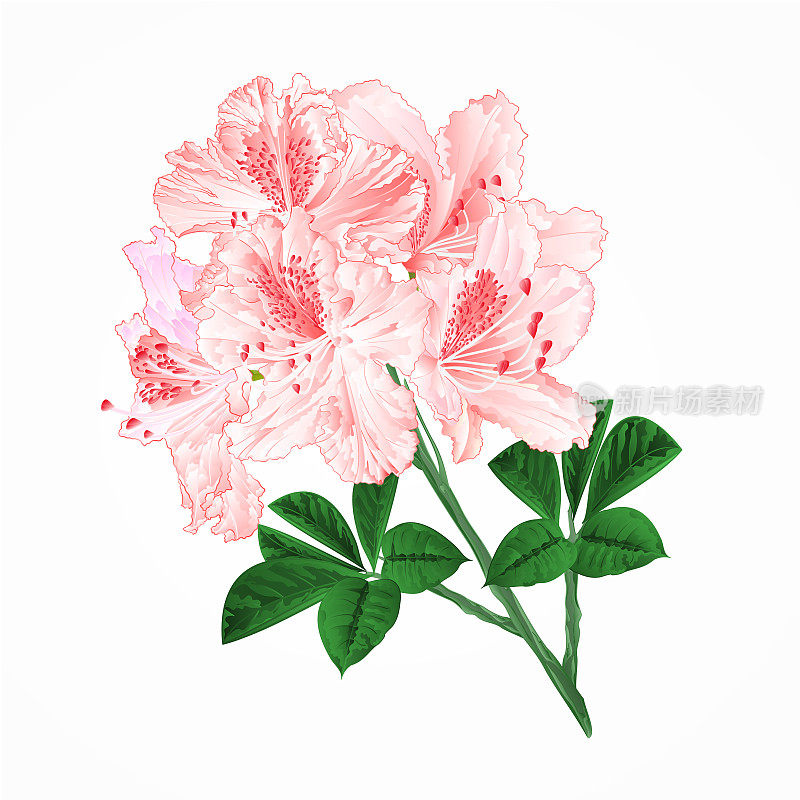 花浅粉色杜鹃花，嫩枝，山灌木，古董矢量插图，可编辑手绘