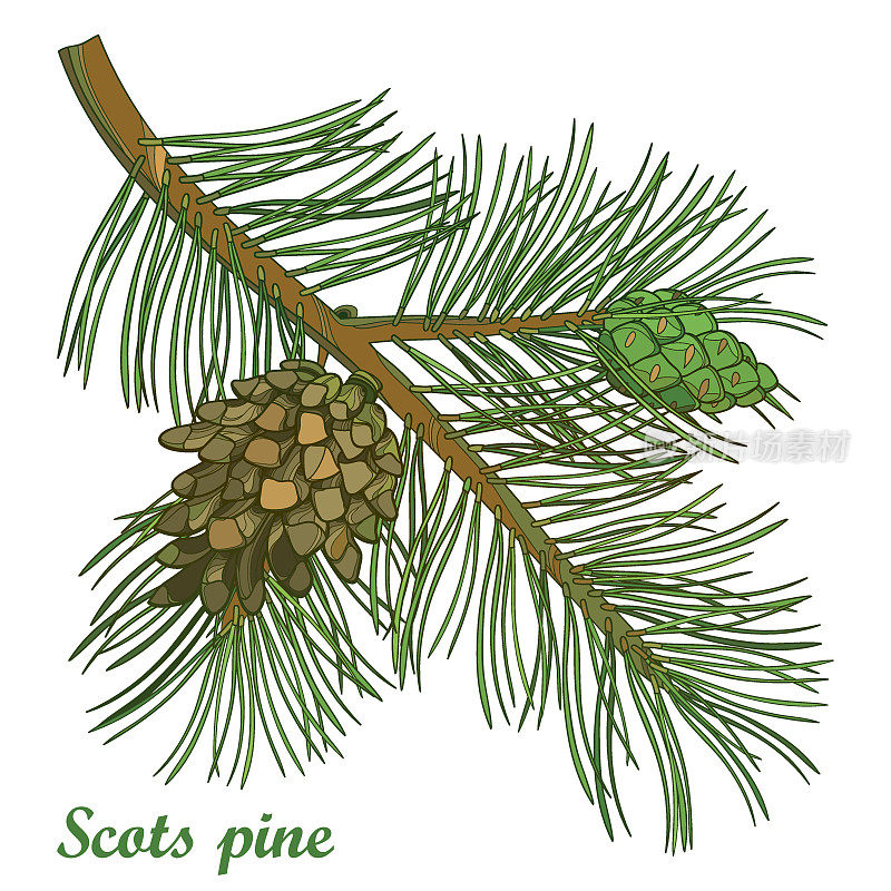 轮廓苏格兰松或樟子松树的病媒枝。束，松树和球果孤立在白色背景上。