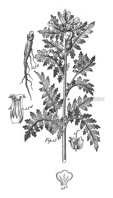 异科栽培植物――蜈蚣草;装饰、食用或药用雕刻古董插图，出版于1851年