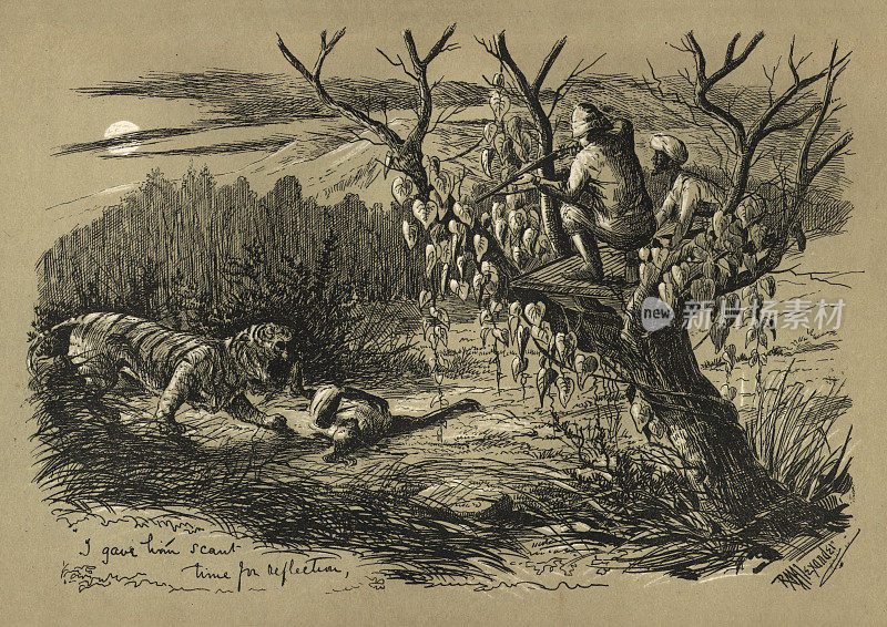在印度猎虎，维多利亚，19世纪。老虎打伤