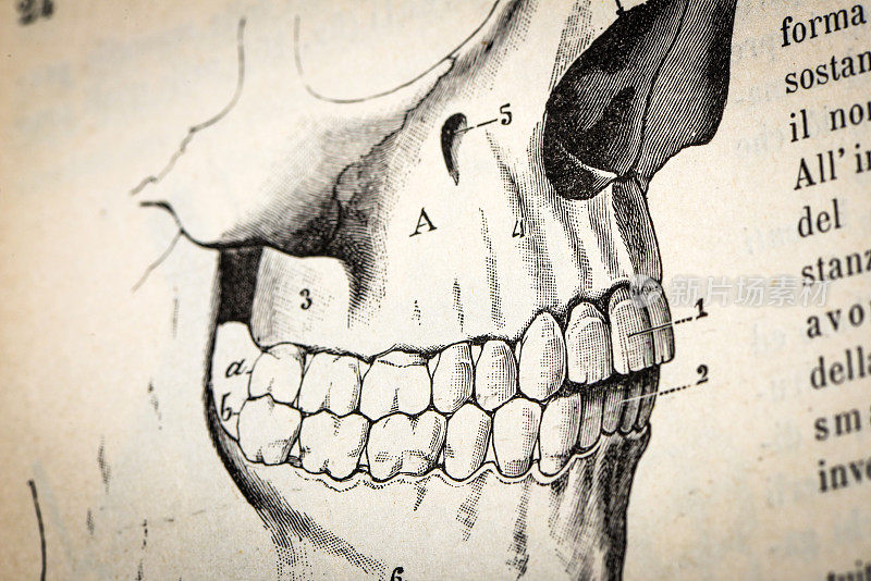 古董医学科学插图高分辨率:颌骨和牙齿骨骼