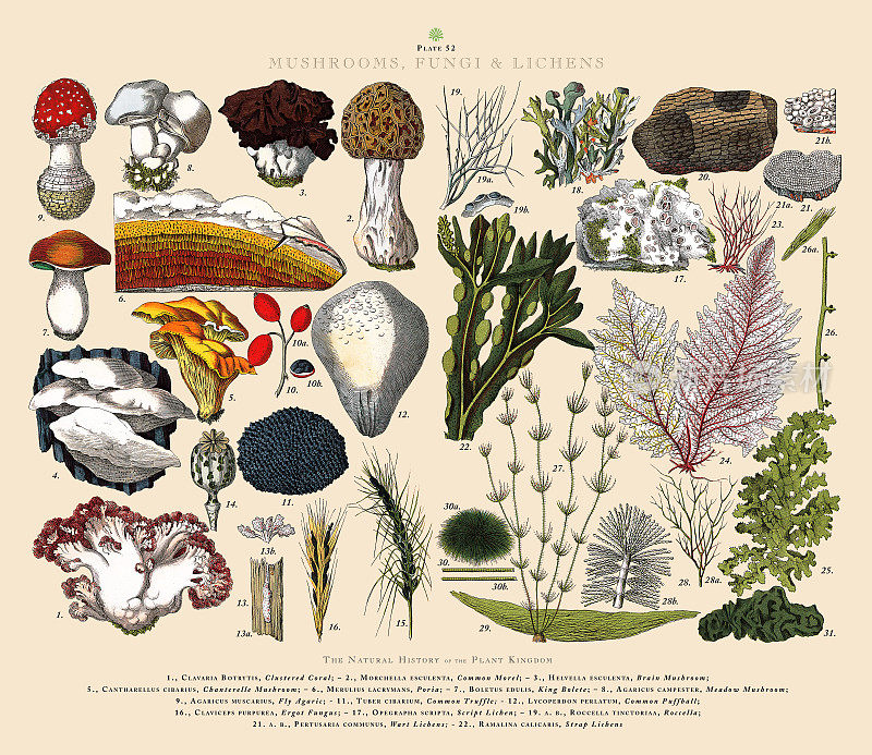 蘑菇，真菌和地衣，植物王国，维多利亚植物插图，大约1853年