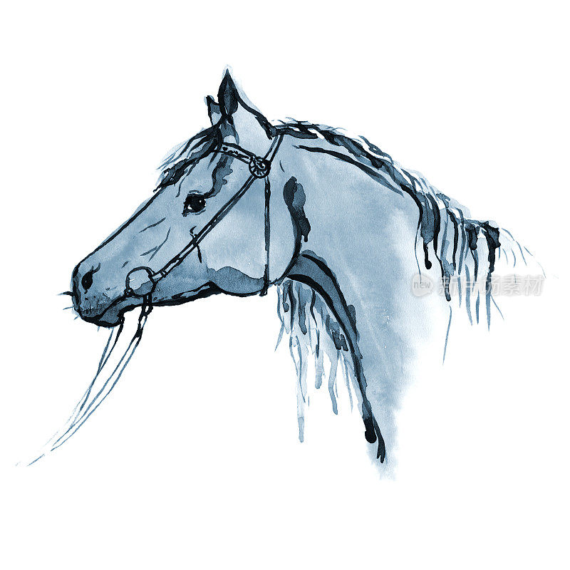 水彩手画马头在笼头上白色。