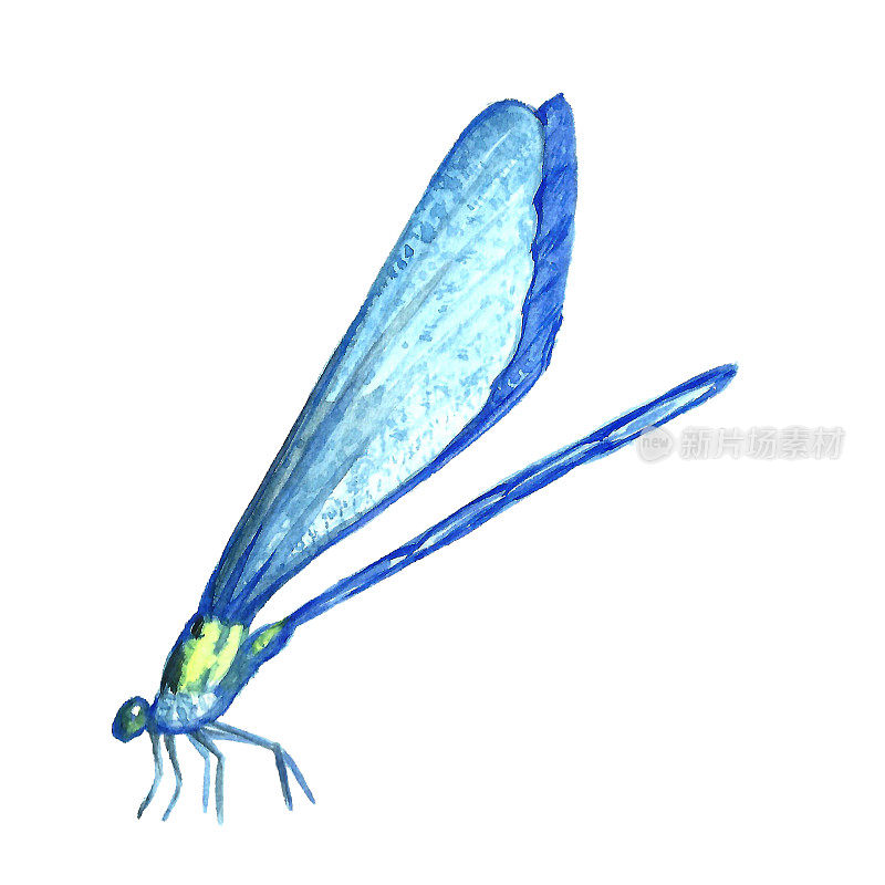 蜻蜓的水彩插图