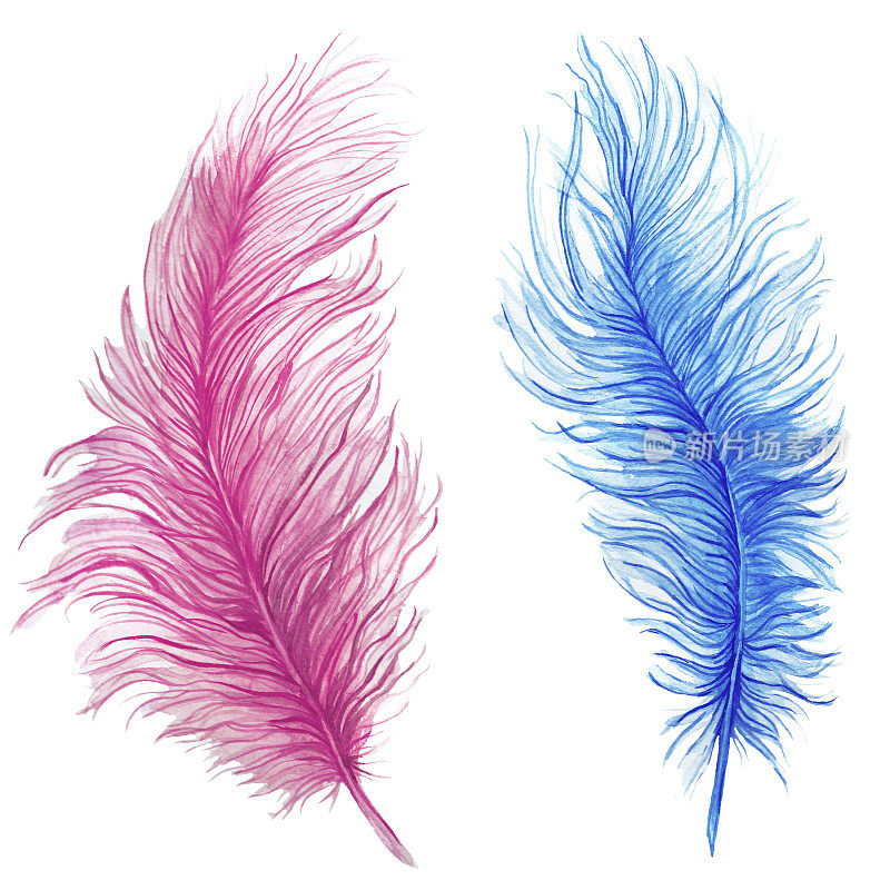 水彩画，羽毛，蓝色羽毛，粉红色羽毛，复合图案，鸵鸟羽毛在白色的背景，用于图形和装饰