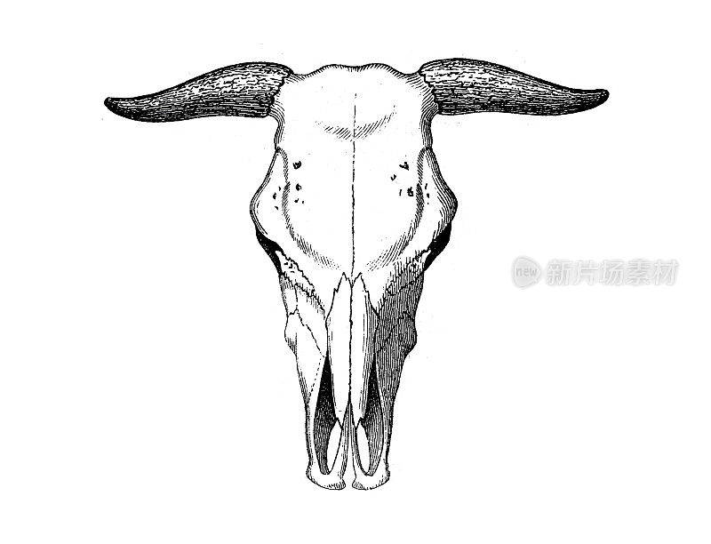 牛的头骨