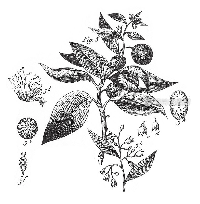 不同科的栽培植物肉豆蔻;装饰、食用或药用雕刻古董插图，出版于1851年