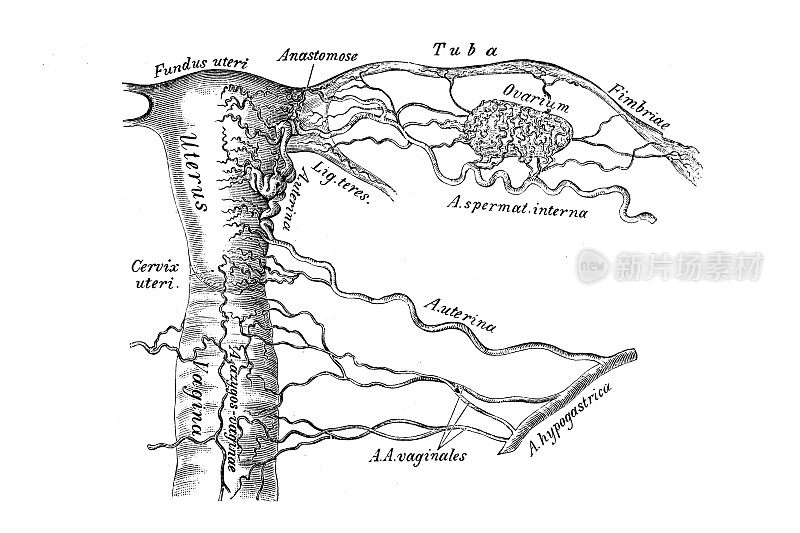 女性内生殖器的动脉
