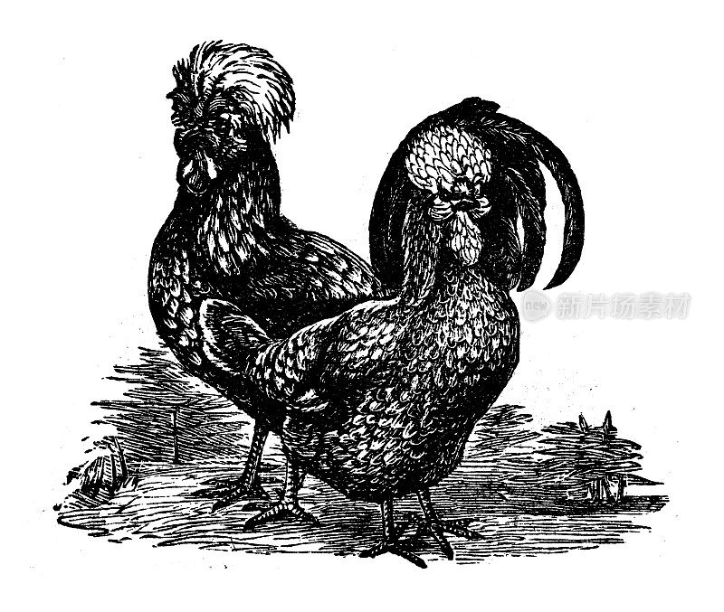 古董插图:乌当鸡