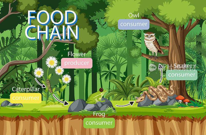 以森林为背景的食物链图概念