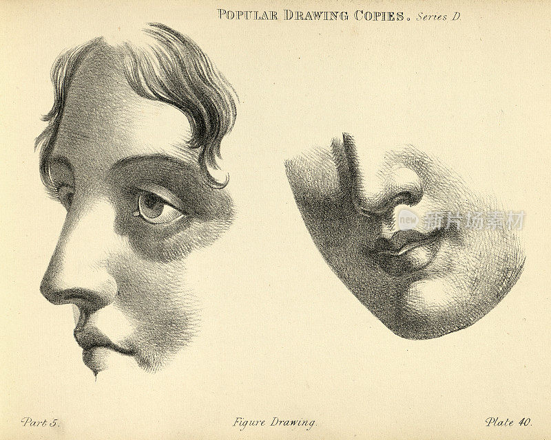 画脸，眼睛，鼻子，嘴，下巴，维多利亚艺术人物摹本19世纪