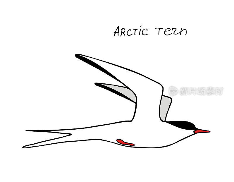北极燕鸥。手绘黑色写实的轮廓向量插图。
