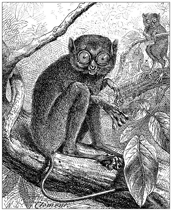古董插图:眼镜猴