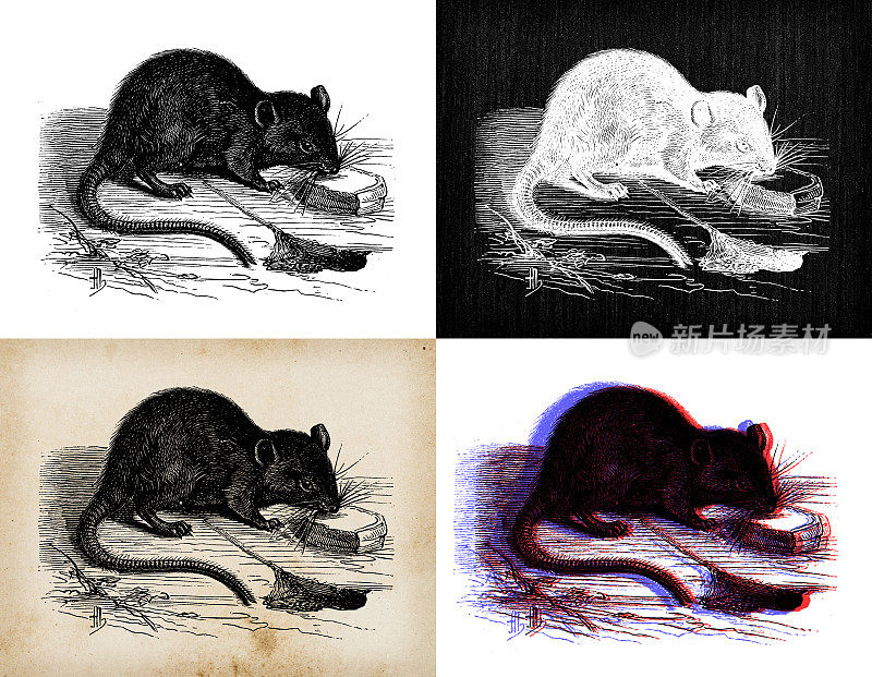 古董动物插图:老鼠