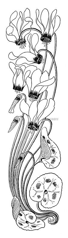 花卉装饰与仙客来装饰艺术新发1896