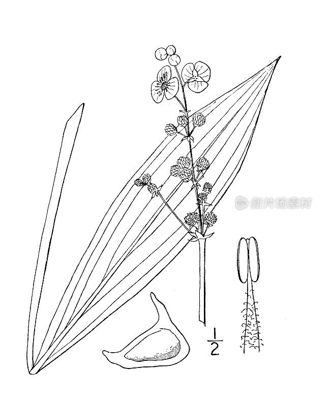 古植物学植物插图:慈心、慈心