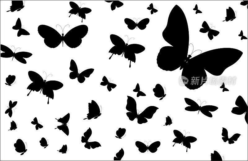 蝴蝶剪影黑色背景上的白色背景
