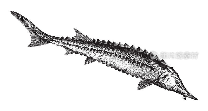 欧洲海鲟鱼或普通鲟鱼(鲟鱼)-复古插图