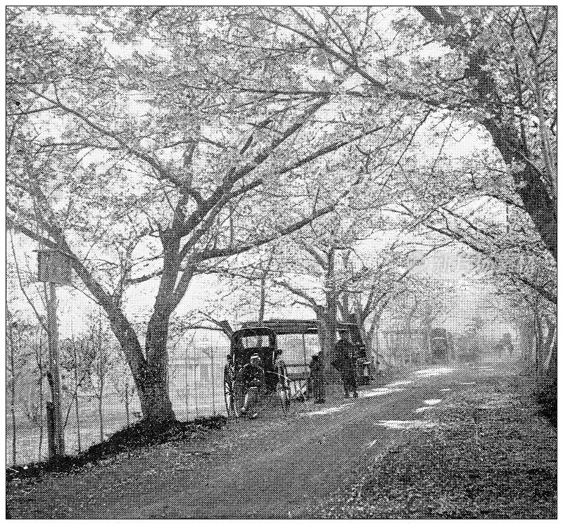 日本古色古香的旅行照片:花树路