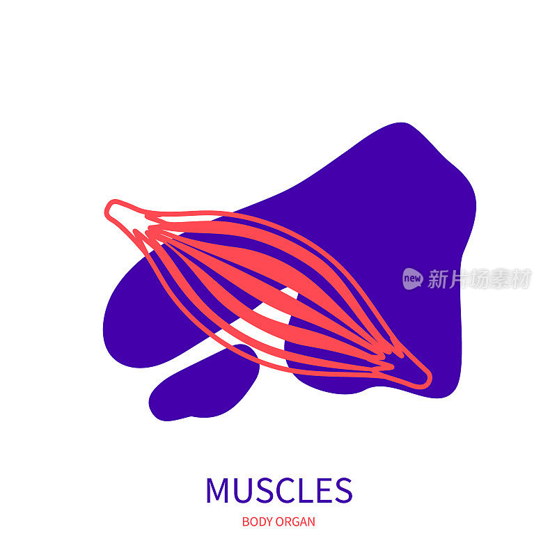 肌肉肌肉系统身体部分轮廓图标