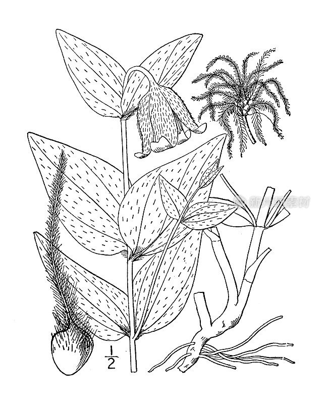 古植物学植物插图:卵形铁线莲、山铁线莲