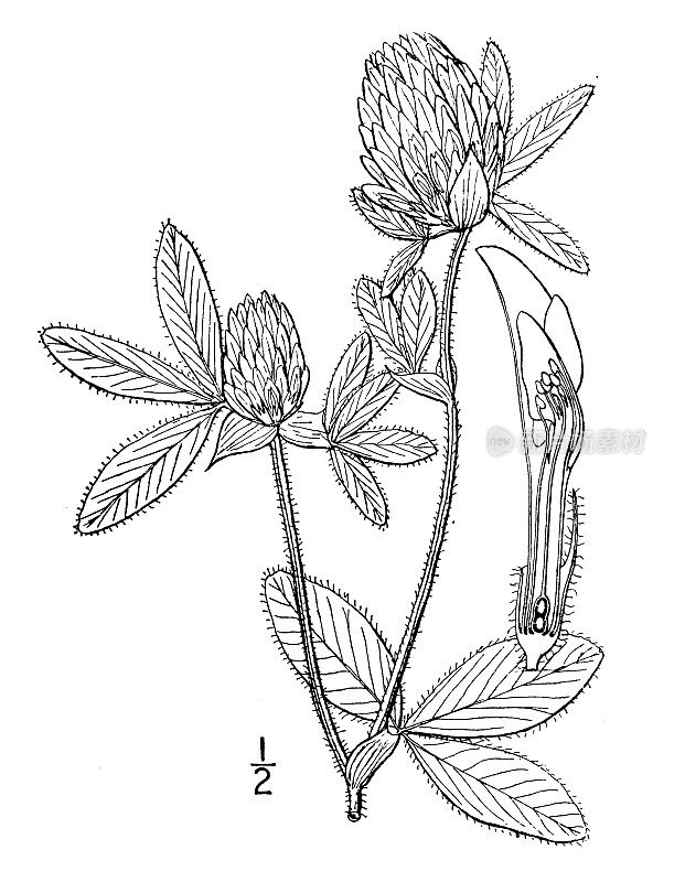 古植物学植物插图:红车轴草，草甸三叶草
