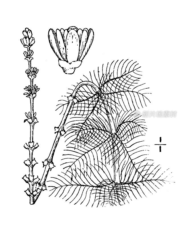 古植物学植物插图:绿狐尾藻，尖刺水米林