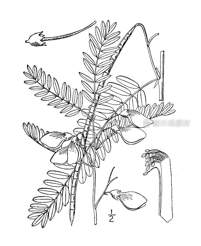 古植物学植物插图:大叶赛斯班，长荚赛斯班