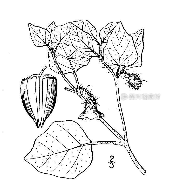 古董植物学植物插图:酸浆，山边磨樱桃