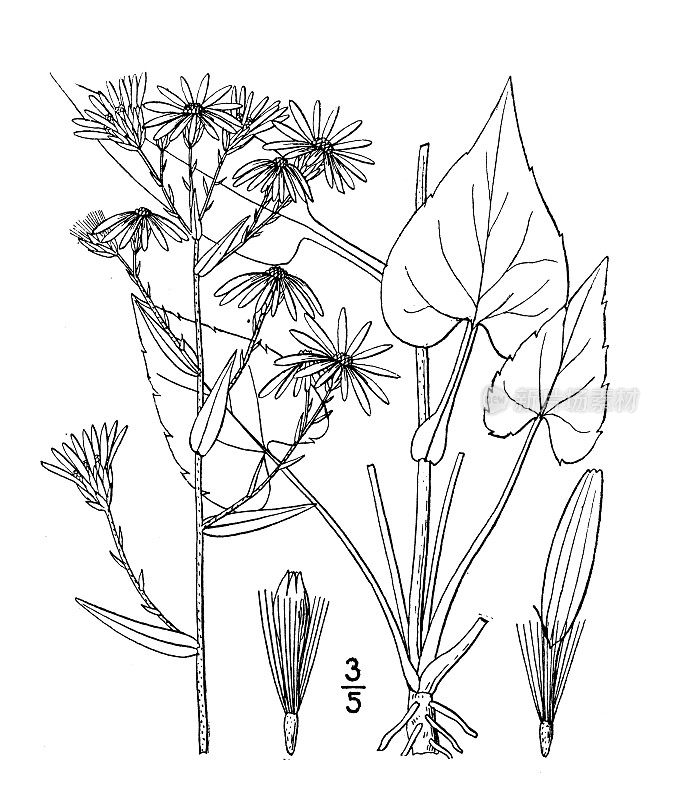 古植物学植物插图:紫菀、波叶紫菀