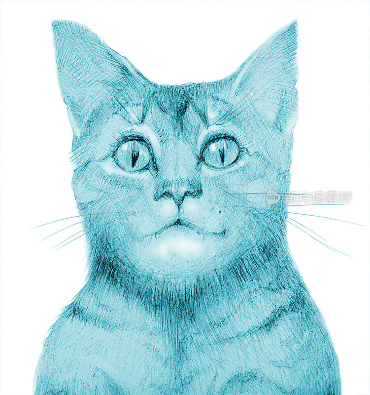 插图铅笔画在蓝色肖像的猫在白底