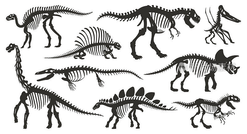 卡通恐龙骨架剪影。远古恐龙化石骨骼，侏罗纪暴龙，迅猛龙，棘龙黑色剪影平面矢量插图设置在白色背景