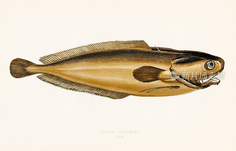 塔多普尔鱼或小叉须鱼-彩色印刷木版1877