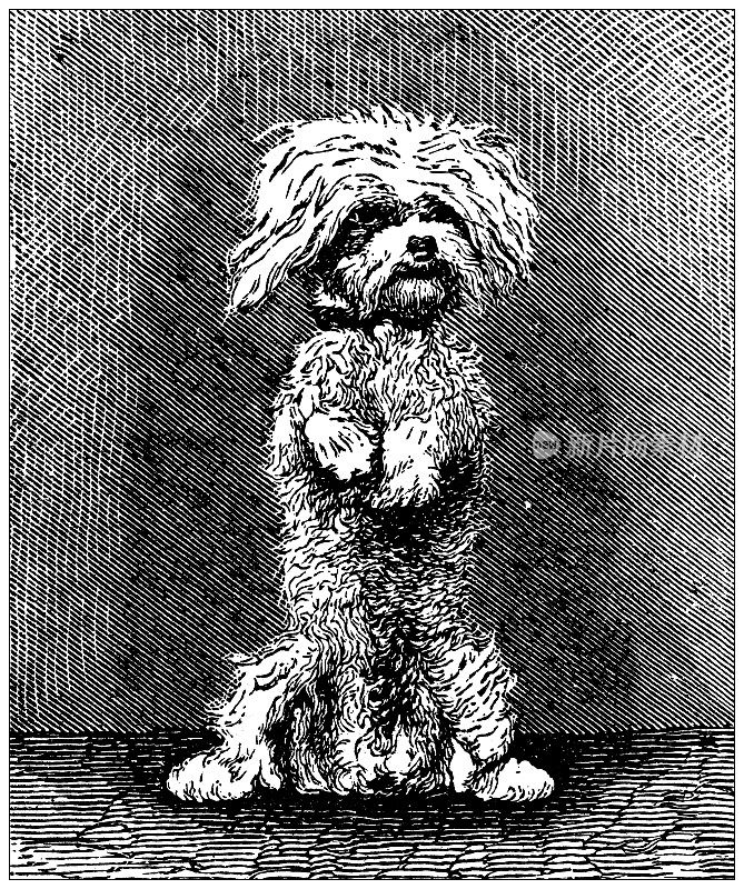 古董插图:贵宾犬