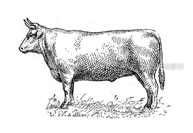 古董插图:牛