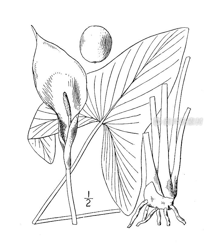 古植物学植物插图:矢车菊，白箭头海芋