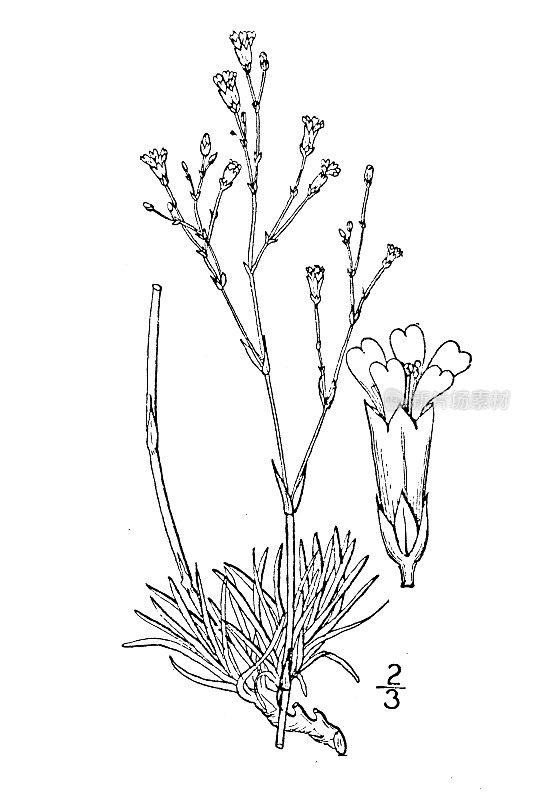 古植物学植物插图:鳞茎草，鳞茎草，鳞茎草粉红色