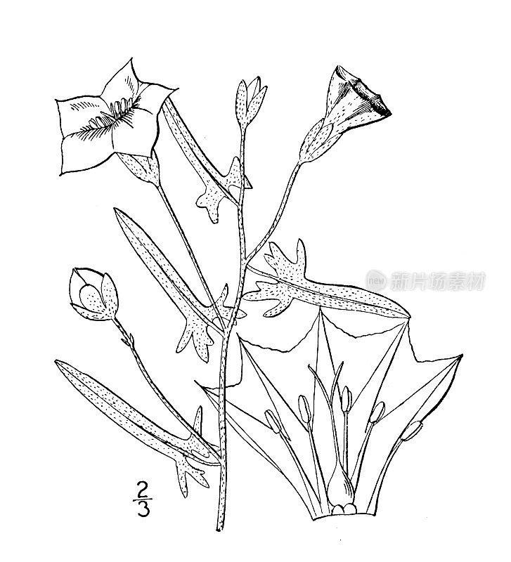 古植物学植物插图:旋花、白花旋花