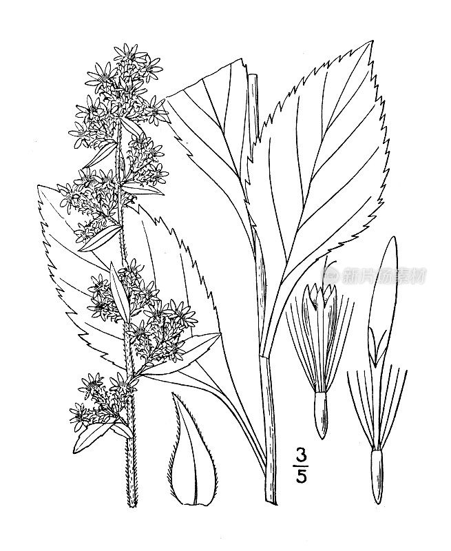 古植物学植物插图:一枝黄花，粗壮粗糙的金杆