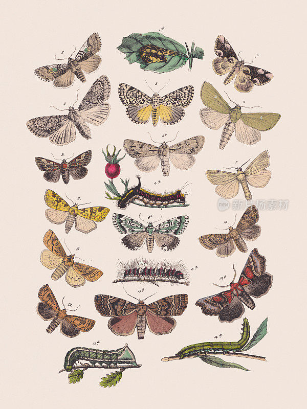 蝴蝶(蝶科、夜蛾科、尺蛾科、蝶蛾科)，手工彩色石刻，1881年出版
