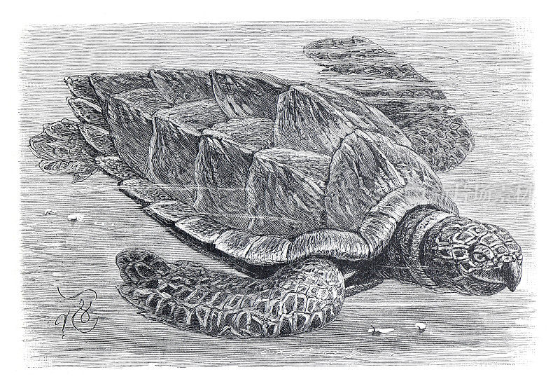 古龟龟龙叠瓦史前动物。手绘雕刻插图。