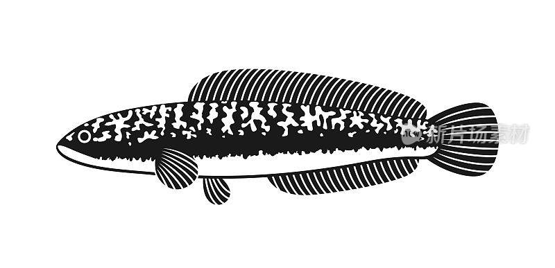 黑鱼的标志。白色背景上孤立的蛇头