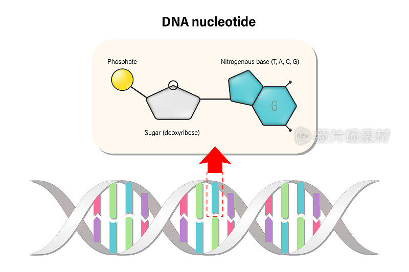 DNA核苷酸。DNA结构。脱氧核糖核酸。含氮基(胸腺嘧啶、腺嘌呤、胞嘧啶或鸟嘌呤)、糖(脱氧核糖)和磷酸基。