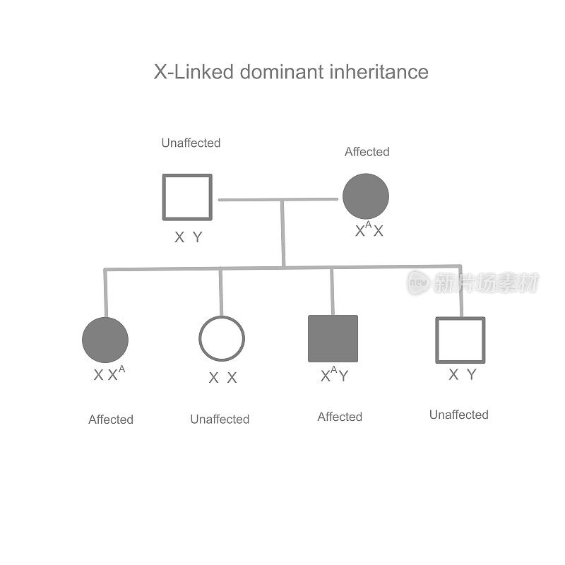 X-Linked显性基因的遗传模式显示显性基因(突变)由亲本遗传给子代。