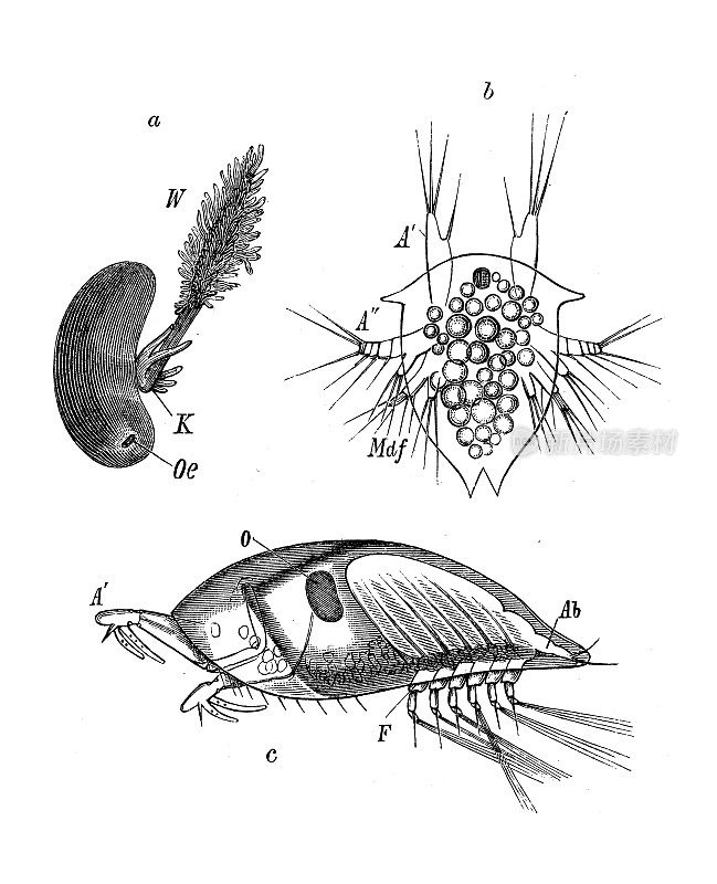 仿古生物动物学图像:紫球虫、球囊无尾虫幼虫、瓷盘虫