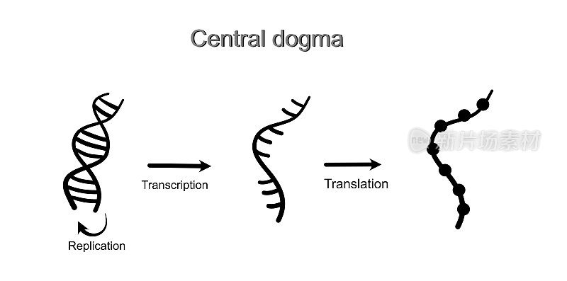 分子生物学的中心法则(复制、转录和翻译)，显示DNA、RNA和蛋白质分子的黑色图标。